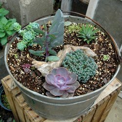 Showcase Gardens & Landscaping - Farmers Market, Nursery, Landscaping, & Garden Center 
Coldwater, MI