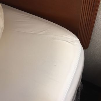 Courtyard by Marriott Norfolk Downtown - Ants on bed - Hotels Near Me - Norfolk, Virginia Courtyard by Marriott Norfolk Downtown - Ants on bed - Hotels Near Me - Norfolk, Virginia