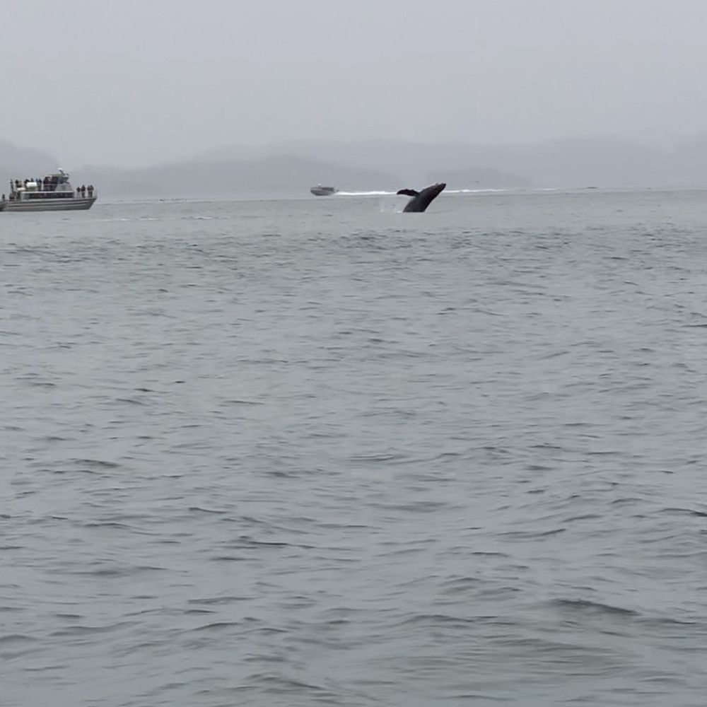 Dolphin Jet Boat Tours - Whales - Boat Tours Near Me - Juneau, Alaska Dolphin Jet Boat Tours - Whales - Boat Tours Near Me - Juneau, Alaska