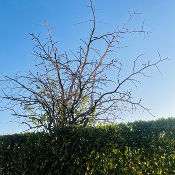 Wilmer’s Tree Service - Before .. juju apple tree - Tree Services Near Me Wilmer’s Tree Service - Before .. juju apple tree - Tree Services Near Me