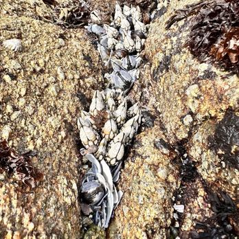 Asilomar State Beach - Parks Near Me - Pacific Grove, California