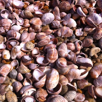 Bluff Point State Park - The beach is full of shells - Beaches Near Me - Groton, Connecticut