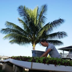 Pupukea Gardens - Farmer Dave harvesting lettuce from raised table.