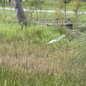 Tom Bennett Park - Did I mention lots of Nature? - Parks Near Me - Bradenton, Florida Tom Bennett Park - Did I mention lots of Nature? - Parks Near Me - Bradenton, Florida
