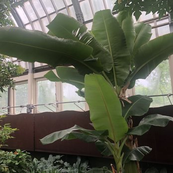 Garfield Park Conservatory - Sugar From The Sun - Parks Near Me - Chicago, Illinois