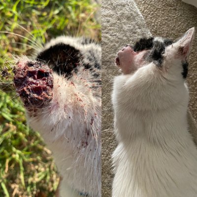 FOX HILLS ANIMAL HOSPITAL - 11 Photos & 76 Reviews - 5558 Sepulveda FOX HILLS ANIMAL HOSPITAL - 11 Photos & 76 Reviews - 5558 Sepulveda