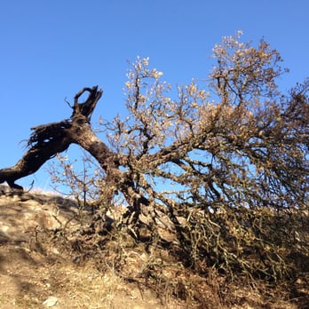 Shell Ridge Open Space - A still living fallen oak above the Indian Creek Trail - Hiking Near Me - Walnut Creek, California