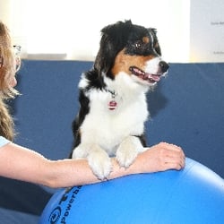 Zentrum für Ergotherapie Logopädie Physiotherapie - Ronja mit Frauchen bei der Arbeit