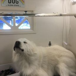 Willow getting groomed Willow getting groomed