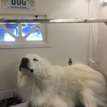Groomer On Wheels - Willow getting groomed - Pet Groomers Near Me Groomer On Wheels - Willow getting groomed - Pet Groomers Near Me