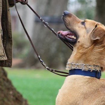 Pack Leader K9 Academy - Pet Training Near Me Pack Leader K9 Academy - Pet Training Near Me
