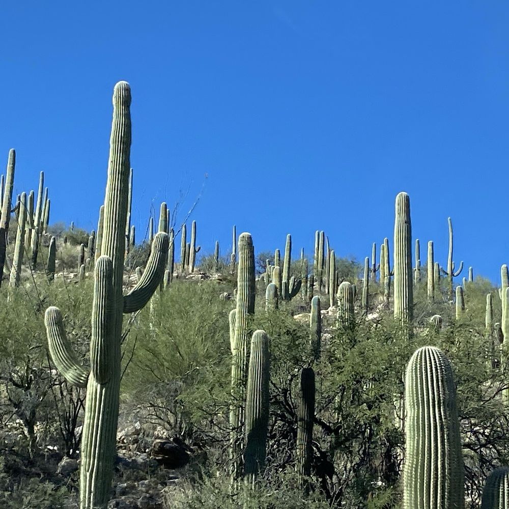 Mount Lemmon - Dec, 2025. - Hiking Near Me - Tucson, Arizona Mount Lemmon - Dec, 2025. - Hiking Near Me - Tucson, Arizona