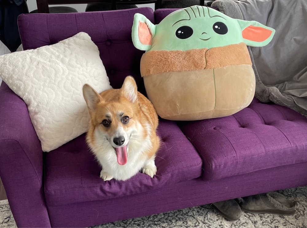 ROBBINS ROAD ANIMAL CLINIC Updated September 2024 17076 Robbins Rd