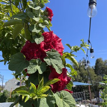 MAKE Cafe - Double flower hollyhock from the garden. - Breakfast & Brunch Near Me - San Diego, California MAKE Cafe - Double flower hollyhock from the garden. - Breakfast & Brunch Near Me - San Diego, California