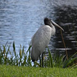 Wellington Environmental Preserve - Section 24 - Woodstork