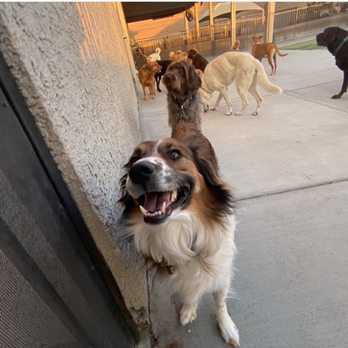 Tails Pet Resort - Daily updates! They truly play all day! - Pet Boarding Near Me - Las Vegas, Nevada