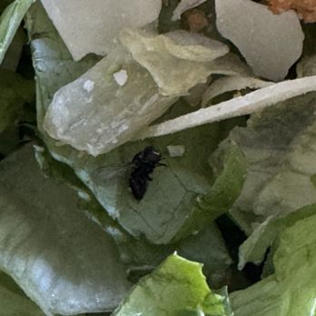 Buffalo Wild Wings - Dead fly in Chicken Caesar Salad - Sports Bars Near Me - Georgetown, Kentucky