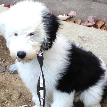 P3 Pet Services - Dog Walkers Near Me - Washington, DC, District of Columbia