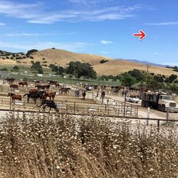 Jan Martin Equine Management - Horses Suffering Rancho Janato
