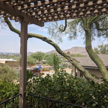 ArborCraft Tree Service - the paloverde after its thinning.  the canopy remains, and its growth will come back, but not in the thick, bushy way it was before. - Tree Services Near Me - Phoenix, Arizona
