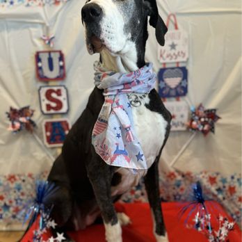 Bark Avenue Resort - Moo a Guest at Bark Avenue during July 4th - Pet Boarding Near Me - Tanner, Alabama Bark Avenue Resort - Moo a Guest at Bark Avenue during July 4th - Pet Boarding Near Me - Tanner, Alabama