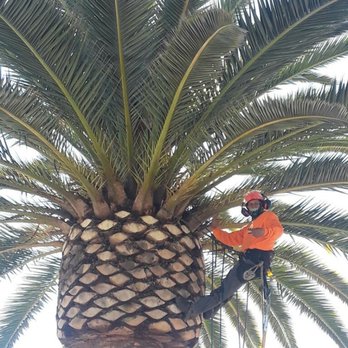 Hector Tree Care - Clean palm tree - Tree Services Near Me