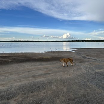 Bush Signature - Lioness walking along the river - Tours Near Me Bush Signature - Lioness walking along the river - Tours Near Me