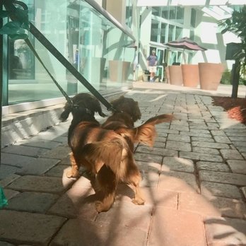Loyal Doyle Pet Care - Walking along the condos on the Riverwalk - Pet Sitting Near Me - Fort Lauderdale, Florida Loyal Doyle Pet Care - Walking along the condos on the Riverwalk - Pet Sitting Near Me - Fort Lauderdale, Florida