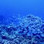 Photo of Cayman Diving