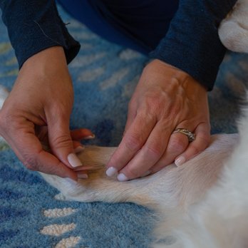 Positive Chi Alternative Veterinary Medicine - Acupuncture treatment - Veterinarians Near Me Positive Chi Alternative Veterinary Medicine - Acupuncture treatment - Veterinarians Near Me