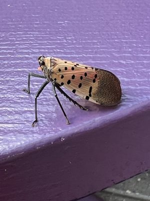 Make Believe by null