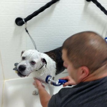 The Puddle - After Mya swimming class I gave her a bath.  She loves swimming but hates taking baths. - Pet Services Near Me - South Elgin, Illinois