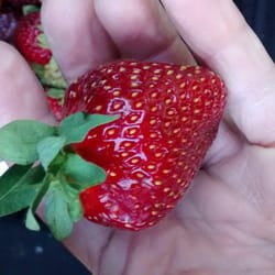Hughey Farms - Huge!!?