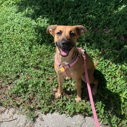 Puppy Pleasers Rescue