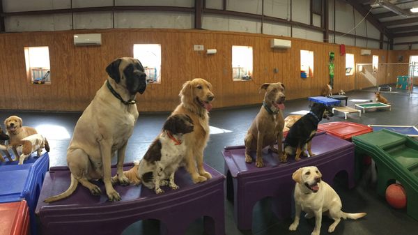 Waggin' Tails Grooming Services