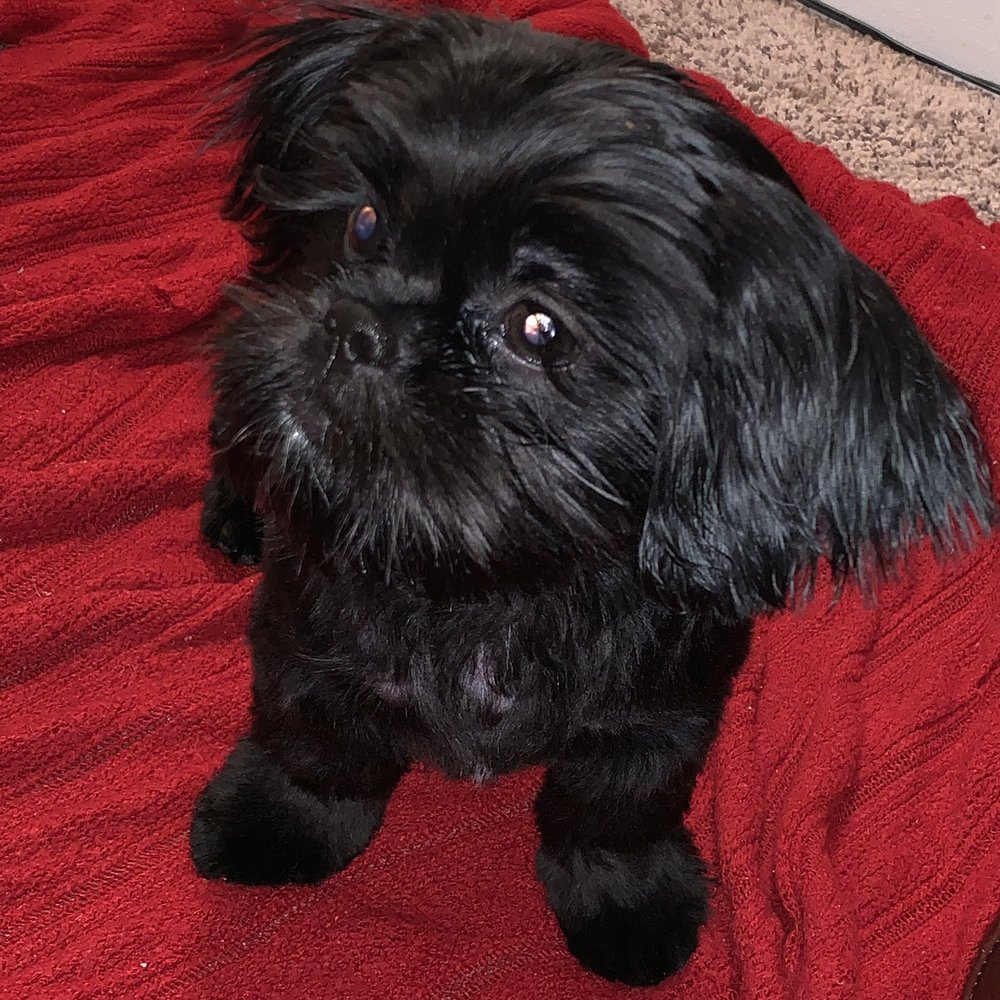 Doggy Day Spa - Pet Groomers Near Me - Lincoln City, Oregon Doggy Day Spa - Pet Groomers Near Me - Lincoln City, Oregon