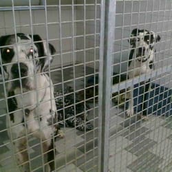 Hundepension Elbmarsch