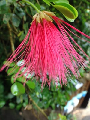 Eden Project by null