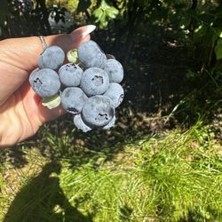 The Zurita Farm - Very sweet