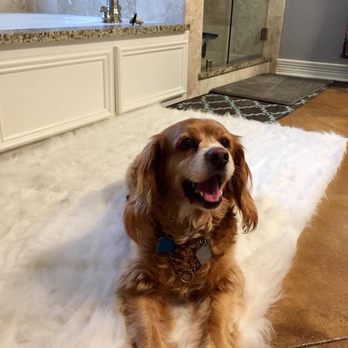 Kenzo Mobile Grooming - Pet Groomers Near Me