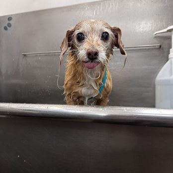 Pawlished Paws Boutique & Spa - Lilly - bath time! - Pet Stores Near Me - Riverside, California