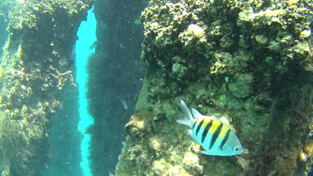 Slide of Aqua Dry Restoration