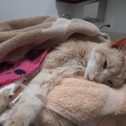 Chester County Cat Hospital - Lionelle