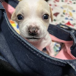Animal Emergency Hospital DeLand - Pup right after surgery.