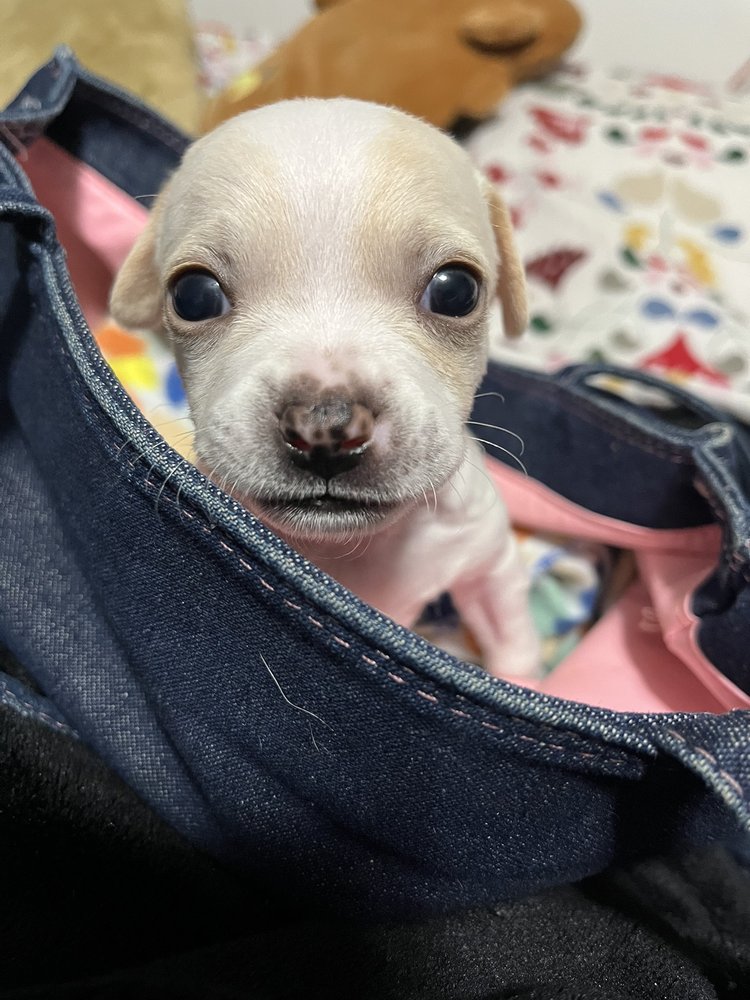 Animal Emergency Hospital - DeLand Image