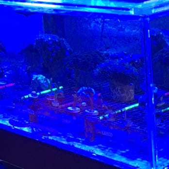 Bakersfield Aquatic Pets - Aquarium Services Near Me - Bakersfield, California Bakersfield Aquatic Pets - Aquarium Services Near Me - Bakersfield, California
