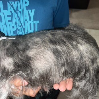Precious Pets Day Spa - Bald patches, but per owner it's a skin condition - Pet Groomers Near Me - Forney, Texas Precious Pets Day Spa - Bald patches, but per owner it's a skin condition - Pet Groomers Near Me - Forney, Texas