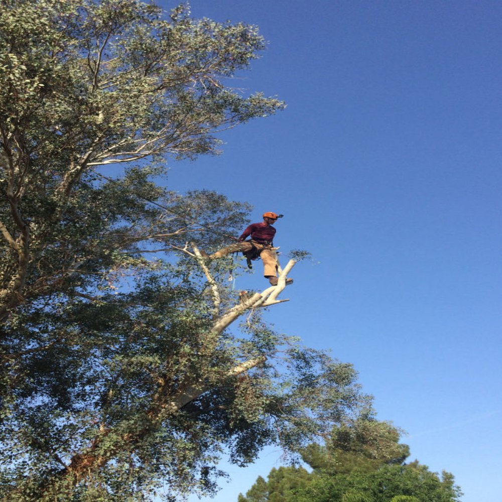 Here is a picture of Howard from treewiseaz.com trimming.
