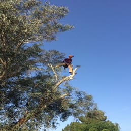Here is a picture of Howard from treewiseaz.com trimming.