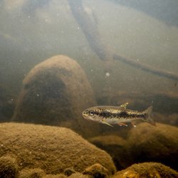 The Adopt A Stream Foundation's Northwest Stream Center - Flow, the resident cutthroat trout who lives at the Northwest Stream Center